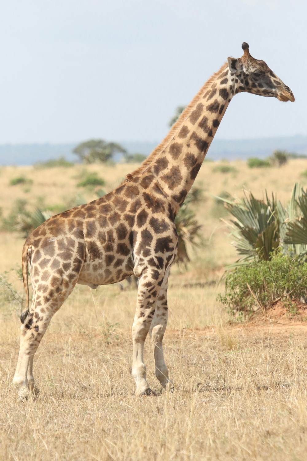 Dwarf giraffes have been spotted in Uganda and Namibia